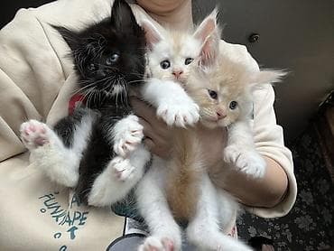 бенгальская кошка цена бишкек: ✨ Эксклюзивные полидактильные мейн-куны ✨ Предлагаются к продаже — 8