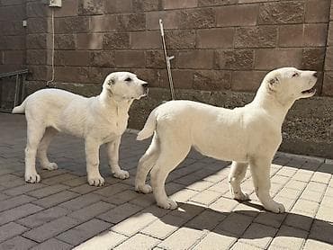 питбуль стаф: Алабай, 3 месяца, Самец, С прививкой — 2