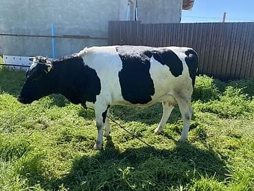 белгиский овчарка: Продаю | Корова (самка) | Голштин | Для молока | Племенные, Стельные — 1