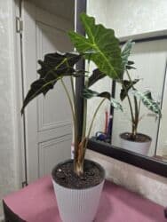 растения для аквариума: Продаю домашние цветы: эухарис, антуриум, спатифиллюм женское счастье — 30