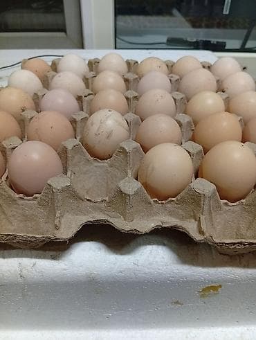 Инкубационный яйца парода АДЛЕРСКИЙ Домашние куриные яйца