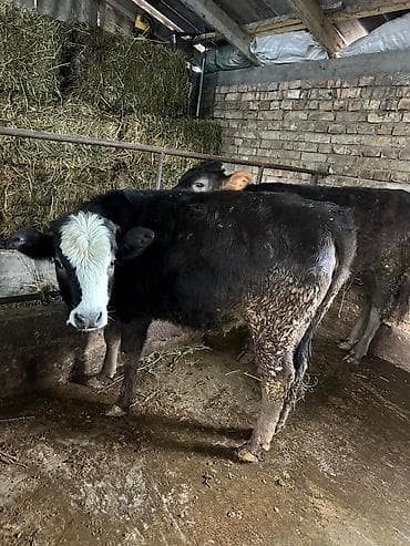 Кемирүүчүлөр: Сатам | Музоо | Аргын | Бордоп семиртүү үчүн | Байланган — 6