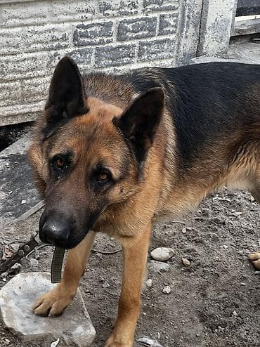 черный овчарка: Немецкая овчарка, 2 года, Самец — 4