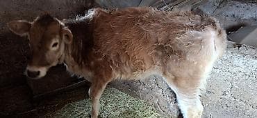 Продаю | Корова (самка), Тёлка