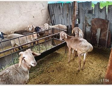 самый лучший сильный умный собака: Продаю | Овца (самка) | Для разведения — 1