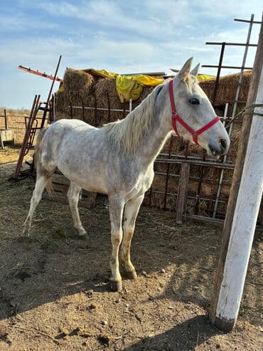 продажа пчёл: Сатам | Байтал | Ат спорту — 4