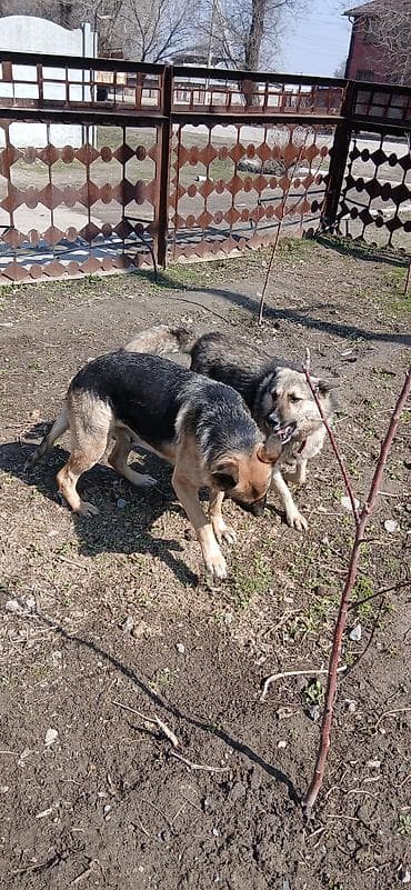 Ит бекер берем: Щенки метисы (помеси овчарки) - Возраст: примерно 4–6 месяцев — 1