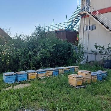Оборудование для производства: Пасека с ульями (стационарные корпуса разного цвета и размера) - Тип — 1