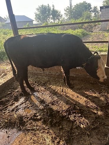 кен булун: Сатам | Бука (эркек) | Бордоп семиртүү үчүн | Асыл тукумдуу — 3