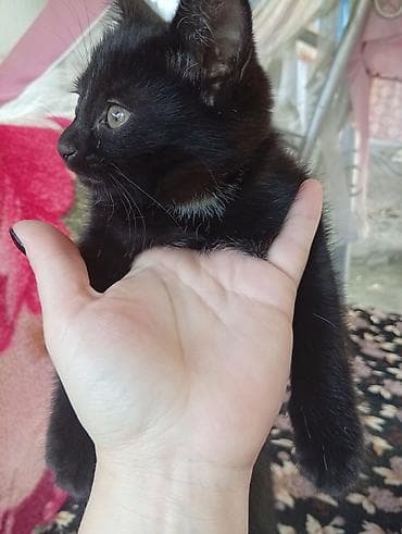 котята бенгальской кошки: Кошка даром: Беспородная, 1 месяц, Девочка — 2