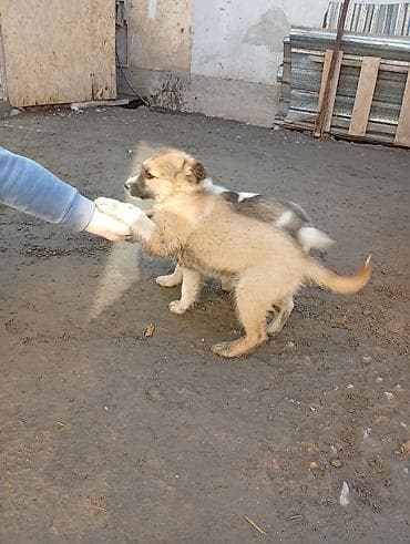 акина ину: Алабай, 3 месяца, Самец, С прививкой — 5