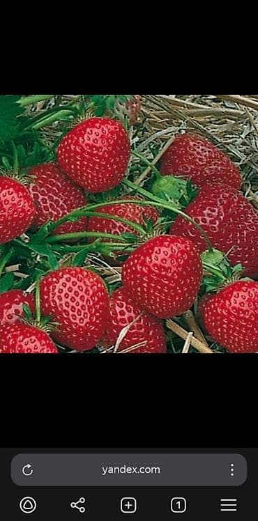 груши талгарка: Клубника көчөттөрү сатылат сорт альбион мурано Азия - Ягоды крупные — 3