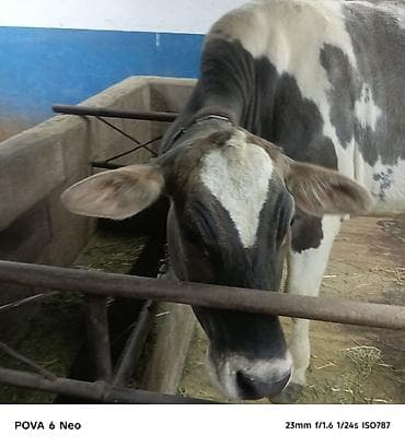 вака купить: Продаю | Корова (самка) | На забой | Племенные — 1