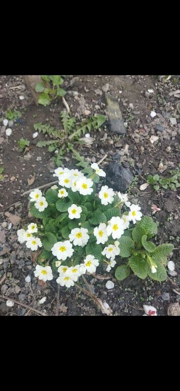 органайзер бишкек: Көчөттөр гүлдүн — 6