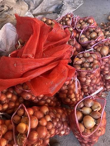 Лук Оптом, Самовывоз at lalafo.kg Лук Оптом, Самовывоз