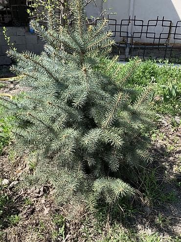 Ель колючая (голубая ель, Picea pungens), декоративный хвойник для — 4