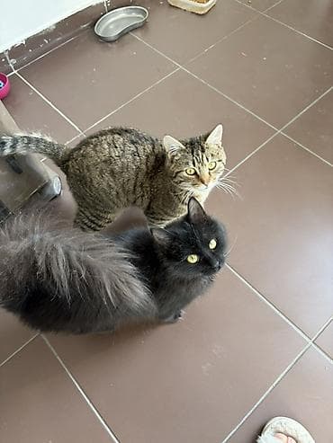 белые кошки: Отдам в добрые руки! Тем, кто любит животных и никогда не выкинет на — 2