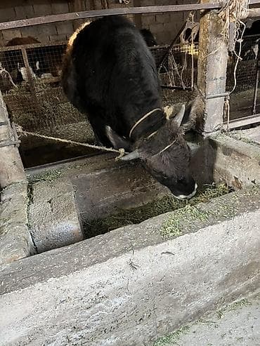 Продаю | Бык (самец) | На откорм | Привязанные