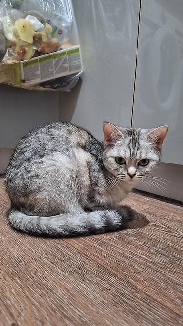 шотландский вислоухий длинношерстный кот цена: Скотиш Фолд (Шотландская вислоухая), 1 год, Девочка, Биколор, Приучена к лотку, Проглистована — 4