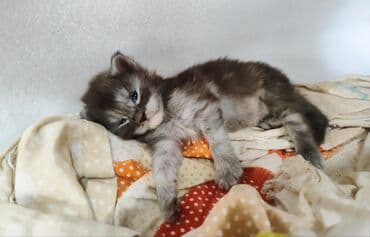 вислоухие котята фото цена: 🥳🥳🥳Открыто бронирование Элитных котята Мейн-куны чистокровные импорта — 8