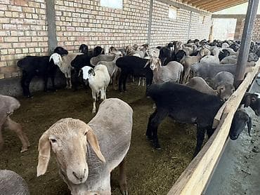 Продаю | Баран (самец) | На забой