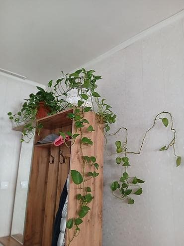 Бөлмө розалары: Эпипремнум (Scindapsus, «плющ-фикус») — ампельное комнатное растение с — 1