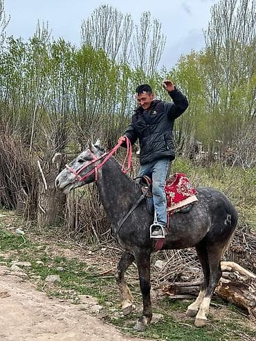 ротвейлер щенок купить: Продаю | Жеребенок | Рабочий — 4