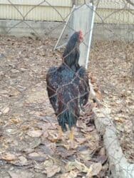 в связи с переездом отдам попугая жако в добрые руки: Дакан короз сатылат алмашу жолдору бар адрес Заря Тынчтык конушу кочо — 2