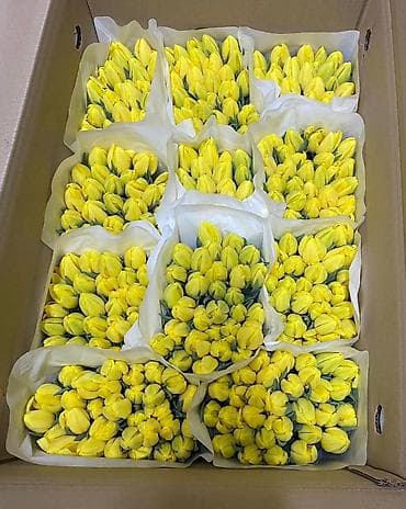 цветы канны: Продаем тюльпаны !!!!!! Очень красивые Принимаем заказы в любом — 3