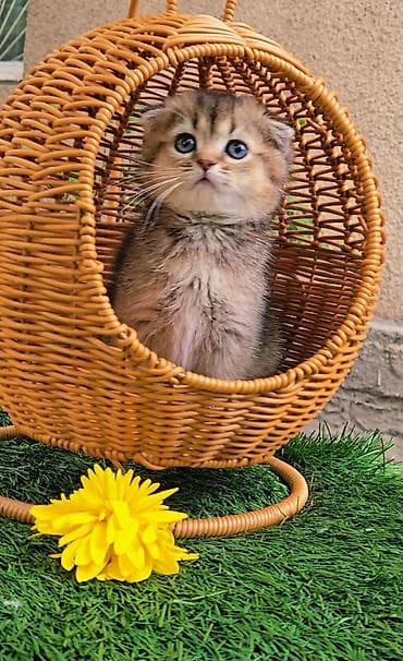 Животные: Предлагаем чистопородных малышей. Шотландские котята — 8