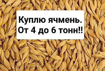 Ячмень кормовой куплю от 4 х до 6 ти тонн. Звоните у кого есть