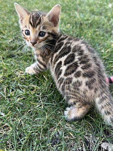 Үй жаныбарлары үчүн товарлар: Бенгал, 1 айлык, Эркек — 7