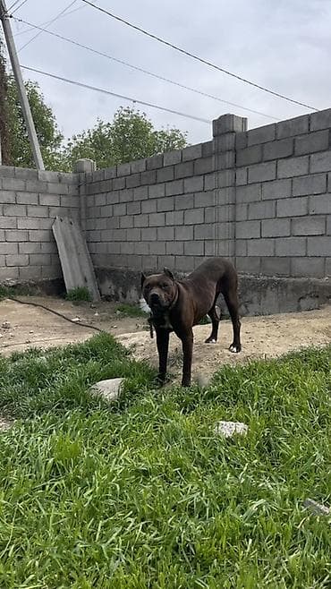 цепь для собак: Собака среднего-крупного размера, короткошерстная, окрас — 1