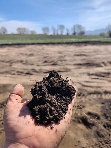 кызылча свекла: В мешках, Бесплатная доставка, Камаз — 2