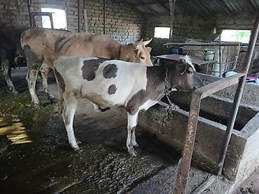 кремация животных бишкек: Продаю | Музоо, торпок | Алатауская — 4