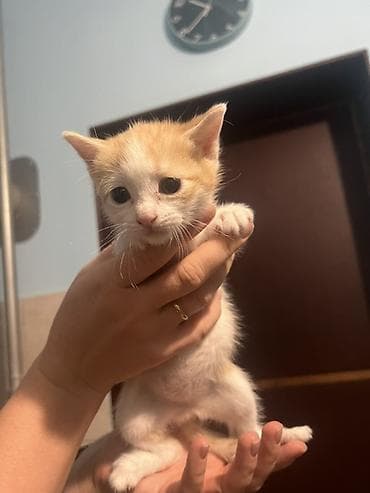 Котята, помёт из пяти малышей: - Рыже-белый: короткошёрстный, белая — 8