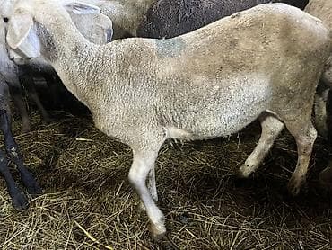 козье: Продаю | Овца (самка), Ягненок, Баран (самец) — 6