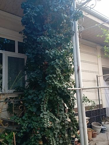 бачок душ: Декор для дома и сада — 4