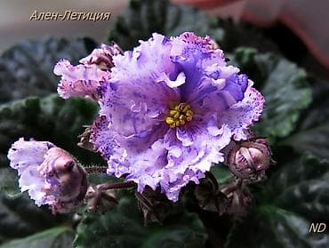 картошка актирис: В продаже детки,, стартеры, взрослые сортовые фиалки🌺🌺🌺, От 100 сом — 7