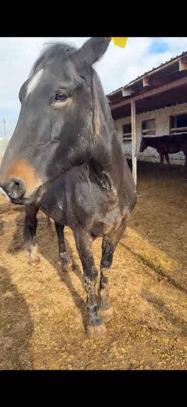 Грызуны: Продаю | Кобыла (самка), Конь (самец), Жеребец | На забой, Для разведения — 1