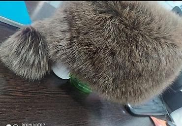 Шапка натуральный писец,сверху каракуль,1 раз только одевала,или меняю