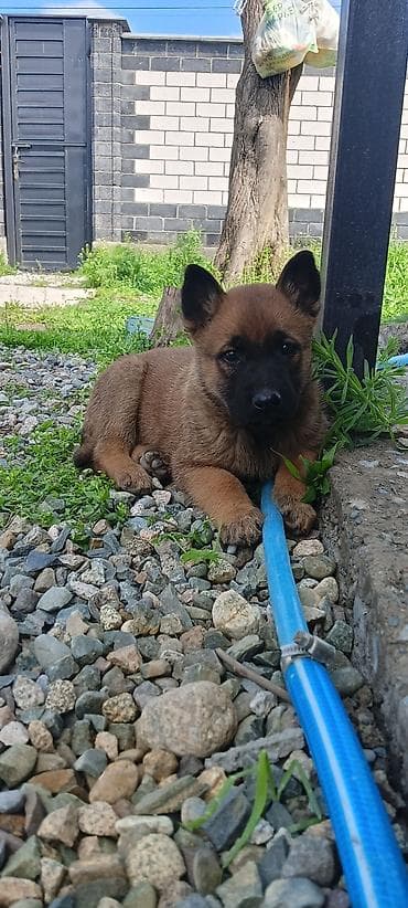 кане корс: 1 месяц, Самец, С родословной — 4