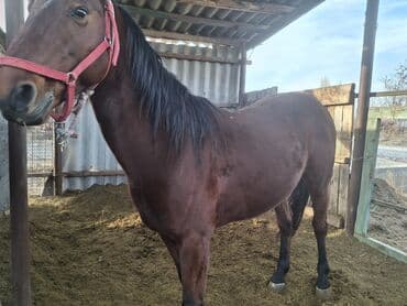племенные коровы молочные купить: Продаю | Конь (самец) | Конный спорт — 2