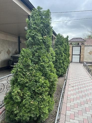 купить туи: Туя западная (вероятно сорт Смарагд/Брабант) – взрослые сформированные — 1