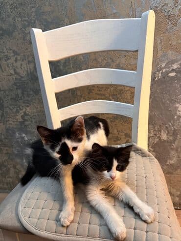 кошка куплю: Мейн-кун, 1 месяц, Мальчик, Метис, Приучена к лотку — 3