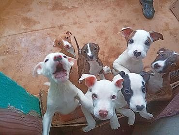 питбул собака: Продаются щенки питбуля 2 месяца — 2