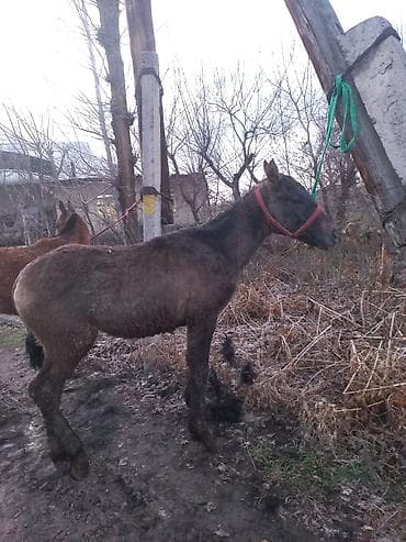 Услуги ветеринара: Эркек тай сатылат 6 айлык чүйский — 2