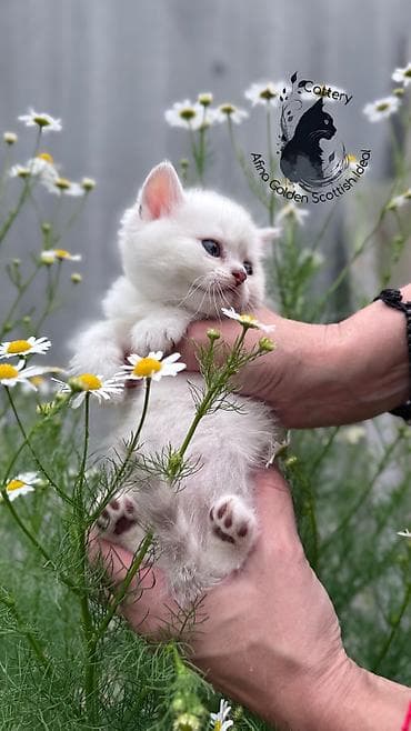 бенгальские кошки: Британская короткошёрстная, 1 месяц, Девочка, Серебристая шиншилла, Приучена к лотку, Проглистована, С документами — 7