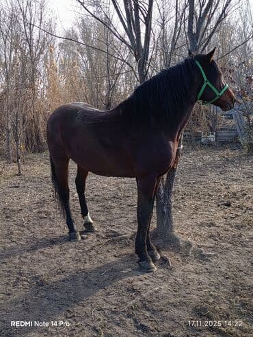 серебристая шиншилла: Продаю | Жеребец | Рабочий | Племенные — 6