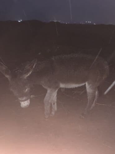 Продаю | Жеребец | Рабочий | Племенные